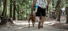 Load image into Gallery viewer, Grandes bouteilles d'eau en acier inoxydable avec couvercle pour chien, capacité de 700 ml