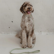 Charger l'image dans la galerie, Dexypaws Collier imperméable pour chien, Vert sauge