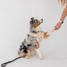 Charger l'image dans la galerie, Dexypaws Harnais sans traction pour chien, Beige