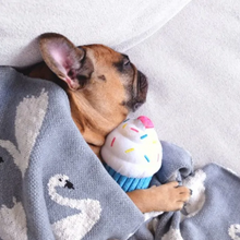 Load image into Gallery viewer, Jouet pour chien peluche Zippy Paws - Cupcake bleu