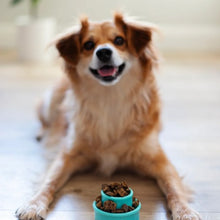 Charger l'image dans la galerie, Messy Mutts Jouet pour petit chien ''Totally Pooched, Puzzle'n Play'', Bleu