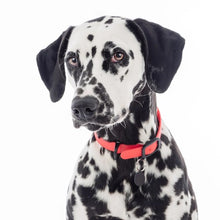 Charger l'image dans la galerie, Nuvuq Collier ajustable pour chien, Rouge tomate