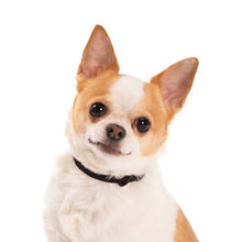 Charger l'image dans la galerie, Nuvuq Collier ajustable pour mini chien, Poivre noir