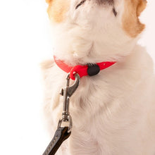 Charger l'image dans la galerie, Nuvuq Collier ajustable pour mini chien, Rouge tomate
