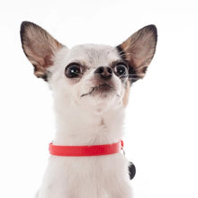 Charger l'image dans la galerie, Nuvuq Collier ajustable pour mini chien, Rouge tomate