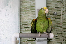 Charger l'image dans la galerie, Perchoir repliable pour douche ou fenêtre ACTIVE.PLAY HARI, grand