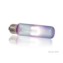 Charger l'image dans la galerie, Ampoule infrarouge Exo Terra à lumière du jour, T10, 40 W - Boutique Le Jardin Des Animaux -Eclairage reptileBoutique Le Jardin Des AnimauxPT2104