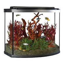 Charger l'image dans la galerie, Aquarium équipé haut de gamme 26 Fluval à devant arrondi avec éclairage à DEL, 98 L (26 gal US) - Boutique Le Jardin Des Animaux -AquariumBoutique Le Jardin Des Animaux15227