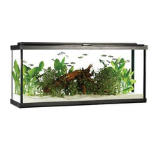 Charger l'image dans la galerie, Aquarium équipé haut de gamme 55 Fluval avec éclairage à DEL, 208 L (55 gal US) - Boutique Le Jardin Des Animaux -AquariumBoutique Le Jardin Des Animaux15222