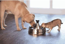 Charger l'image dans la galerie, Fontaine pour animaux de compagnie en acier inoxydable 360 Drinkwell - Boutique Le Jardin Des Animaux -AbreuvoirBoutique Le Jardin Des AnimauxD360SS-CA-17