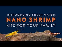 Charger et lire la vidéo dans la visionneuse de la Galerie, Aquarium pour crevette avec DEL, AQUEON 7,5 gal.