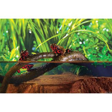 Load image into Gallery viewer, Liane pliante Jungle Vine Exo Terra, grande - Boutique Le Jardin Des Animaux -DécorationBoutique Le Jardin Des AnimauxPT3086