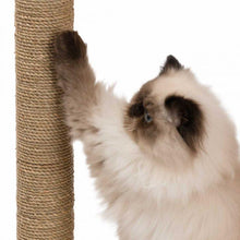 Charger l'image dans la galerie, Meuble Box Vesper Petit – noyer, arbre à chat - Boutique Le Jardin Des Animaux -Griffoir, meuble et litBoutique Le Jardin Des Animaux