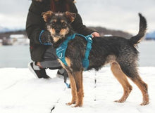 Charger l'image dans la galerie, RC Pet Harnais de contrôle Momentum Sarcelle - Boutique Le Jardin Des Animaux -HarnaisBoutique Le Jardin Des Animaux30503015