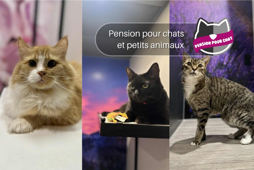 Garderie pour chats à Sherbrooke