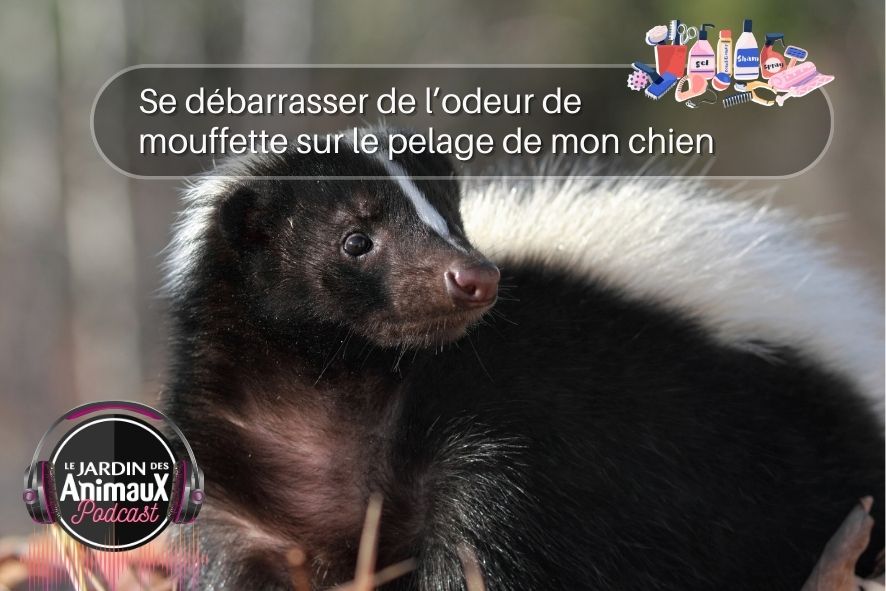 La saison des mouffettes, le cauchemars des chiens