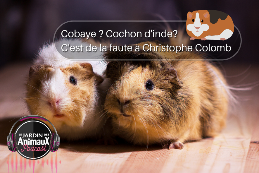On dit Cobaye ou cochon d'inde ?