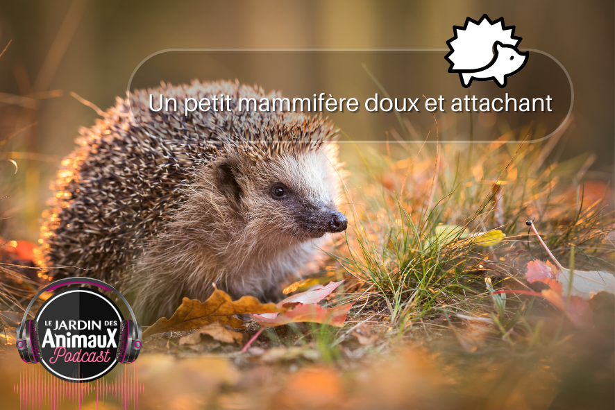 Le hérisson, un petit mammifère tout doux !