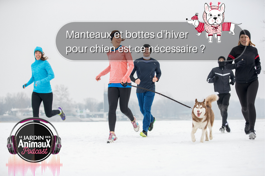 Les vêtements et bottes pour chien