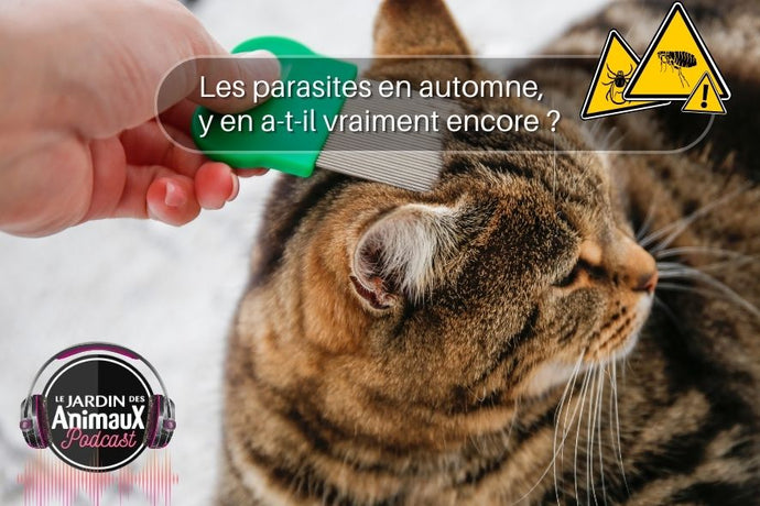Pourquoi est-il important de traiter son chien ou son chat contre les puces et les tiques en automne ?