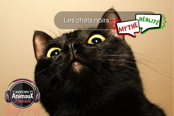 Mythe ou réalité sur les chats noirs