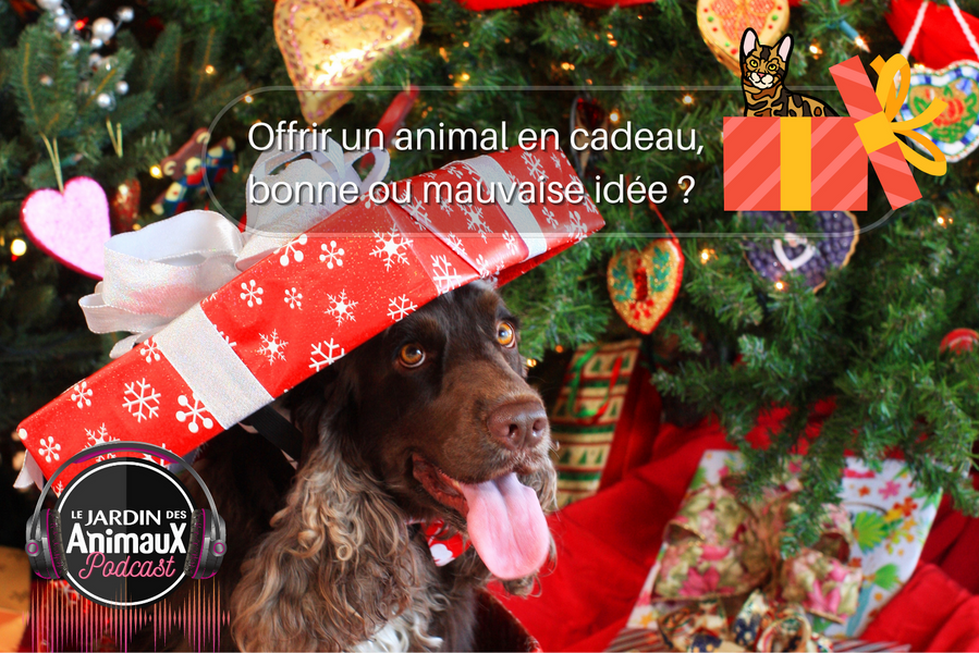 Offrir un animal en cadeau bonne ou mauvaise idée ?