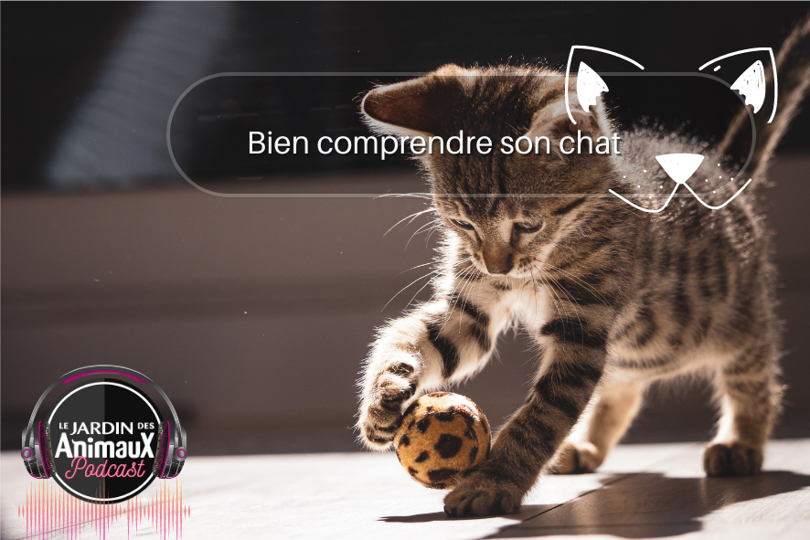 Tout sur les chats en 24 faits et en audio