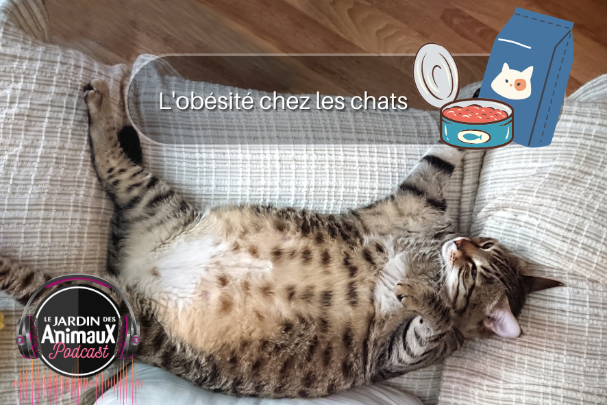 L'obésité chez les chats