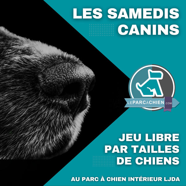 Samedi canin - Jeu libre