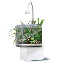 Load image into Gallery viewer, Aquarium équipé Fluval Kühl pour l’aménagement miniature et aquaponie, 8 L (2,1 gal US), blanc
