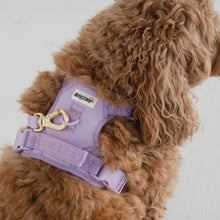 Charger l'image dans la galerie, Dexypaws Harnais sans traction pour chien - Lilas
