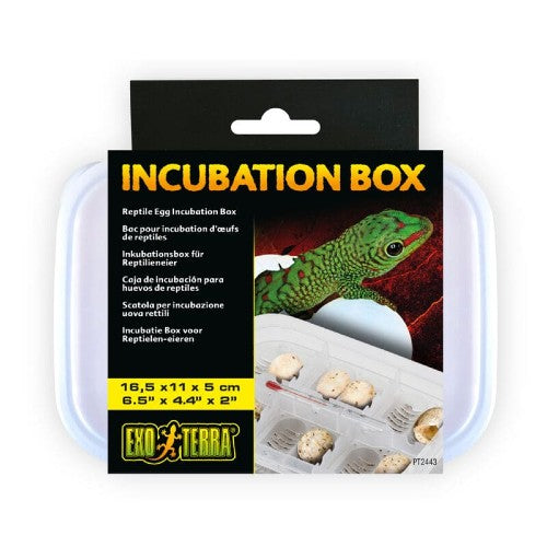 Bac Exo Terra pour incubation