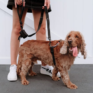 Ezydog Harnais "Crosscheck", Noir