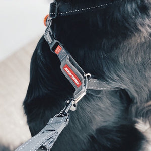 Ezydog Harnais "Crosscheck", Noir