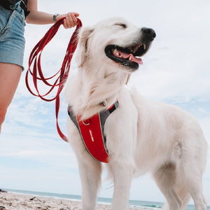 Ezydog Harnais "X-Link", Rouge