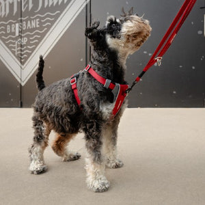 Ezydog Harnais "X-Link", Rouge