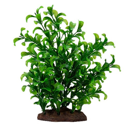 Bacopa Plant Scapes Aqualife Fluval, grande, 20 cm (8 po)