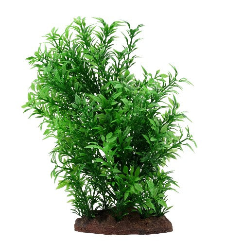 Helxine Plant Scapes Aqualife Fluval, petite, 20 cm (8 po)