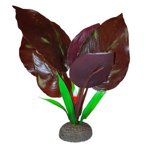 Plante Betta de qualité supérieure, saurure penchée, 15 cm (6 po)