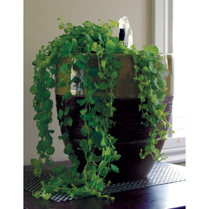 Trousse de départ Laguna pour jardins d'eau en conteneur et en petits bassins