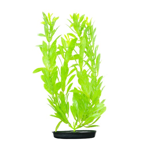 Hygrophila VibraScaper Marina, vert phosphorescent, grande, 30 cm (12 po)