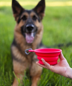 Messy Mutts Bol en silicone rétractable, Pastèque