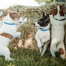 Charger l'image dans la galerie, Nuvuq Collier ajustable pour mini chien, Bleu bleuet
