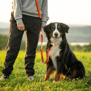 Nuvuq Laisse multifonctionnelle pour chien, Orange tangerine