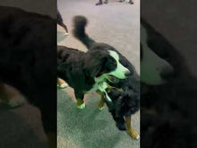 Charger et lire la vidéo dans la visionneuse de la Galerie, 5 à 7 - Frais d&#39;inscription à un regroupement par tailles de chien
