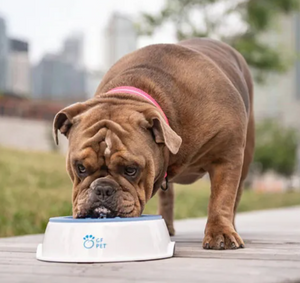 ICE BOWL™ - Abreuvoir rafraîchissant pour animaux de compagnie