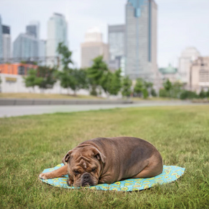 ICE MAT™ - Tapis de refroidissement - Avocats aqua
