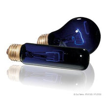 Charger l&#39;image dans la galerie, Ampoule incandescente clair de lune Night Glo Exo Terra, T10/25 W - Boutique Le Jardin Des Animaux -Eclairage reptileBoutique Le Jardin Des AnimauxPt2122
