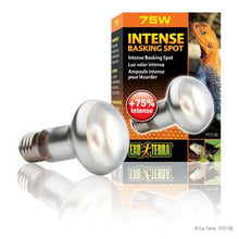 Charger l&#39;image dans la galerie, Ampoule Intense Exo Terra pour lézarder, S20, 75 W - Boutique Le Jardin Des Animaux -Eclairage reptileBoutique Le Jardin Des AnimauxPt2136
