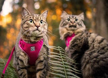 Charger l&#39;image dans la galerie, Harnais pour chat Camo - ADVENTURE KITTY HARNESS - RC Pets - Boutique Le Jardin Des Animaux -CollierBoutique Le Jardin Des Animaux#538 - 035 Camo
